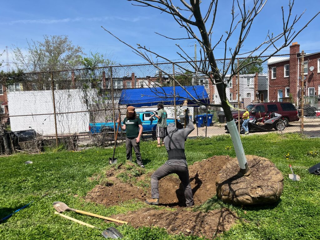 26062 - Baltimore Tree Trust (2)