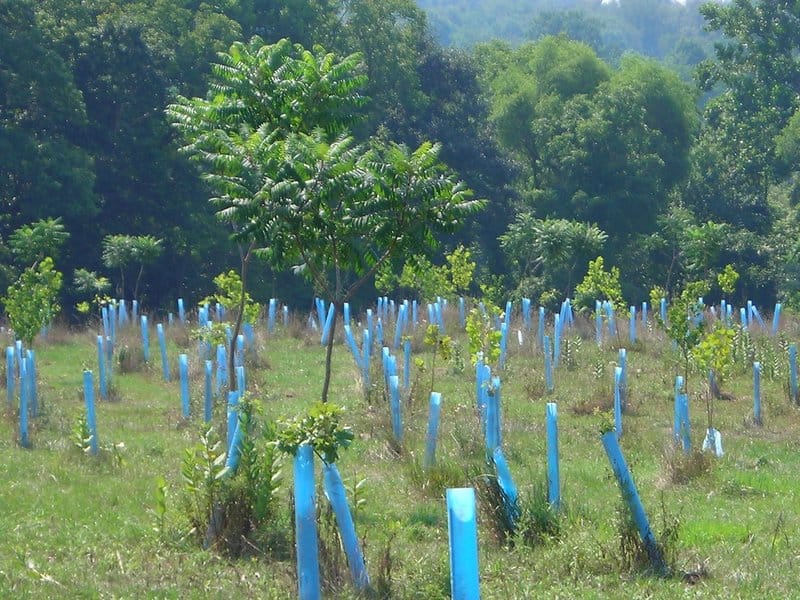 INSIDE front cover - tree tubes