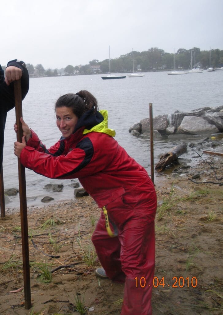 planting Spartina